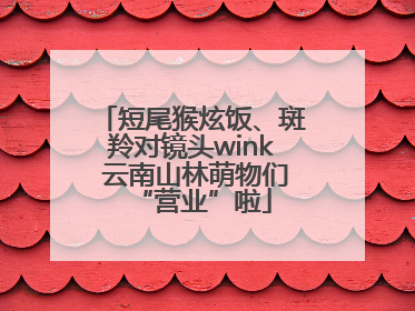 短尾猴炫饭、斑羚对镜头wink 云南山林萌物们“营业”啦