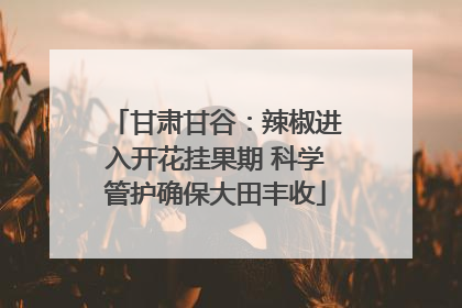 甘肃甘谷：辣椒进入开花挂果期 科学管护确保大田丰收