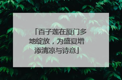 百子莲在厦门多地绽放，为盛夏增添清凉与诗意