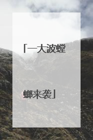 一大波螳螂来袭