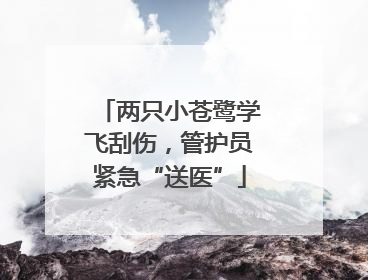 两只小苍鹭学飞刮伤，管护员紧急“送医”