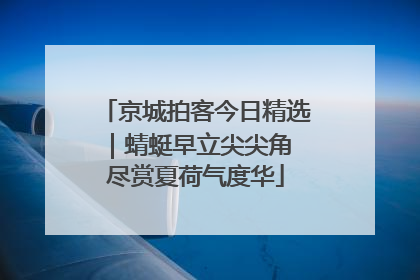 京城拍客今日精选｜蜻蜓早立尖尖角 尽赏夏荷气度华