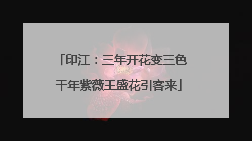印江：三年开花变三色 千年紫薇王盛花引客来
