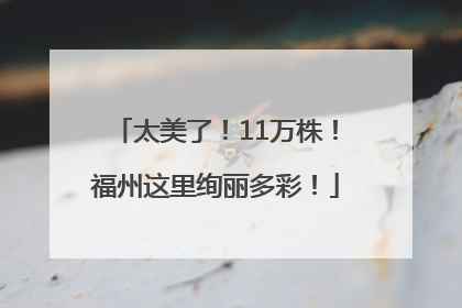 太美了！11万株！福州这里绚丽多彩！