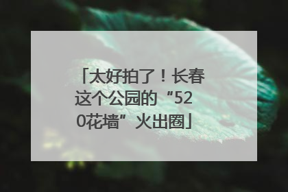太好拍了！长春这个公园的“520花墙”火出圈