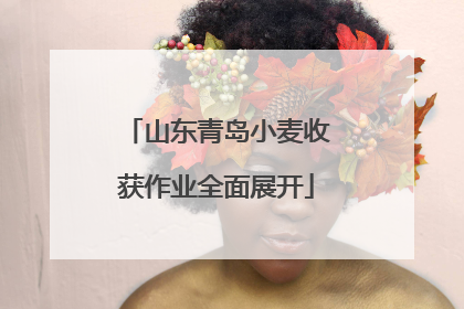山东青岛小麦收获作业全面展开