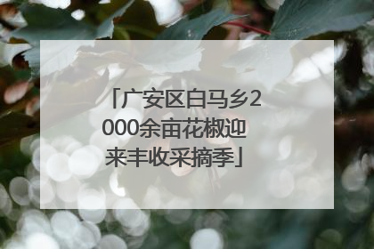广安区白马乡2000余亩花椒迎来丰收采摘季