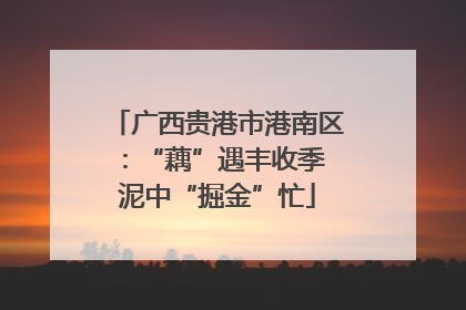 广西贵港市港南区：“藕”遇丰收季 泥中“掘金”忙