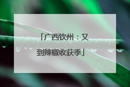 广西钦州：又到辣椒收获季