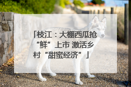 枝江：大棚西瓜抢“鲜”上市 激活乡村“甜蜜经济”