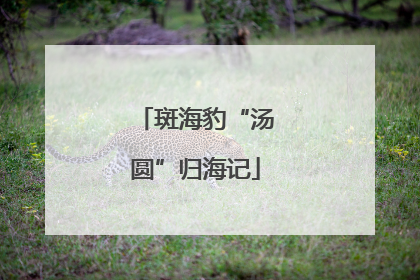 斑海豹“汤圆”归海记