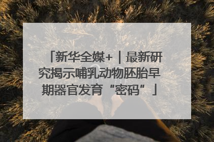 新华全媒+｜最新研究揭示哺乳动物胚胎早期器官发育“密码”