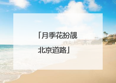 月季花扮靓北京道路
