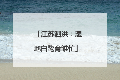 江苏泗洪：湿地白鹭育雏忙