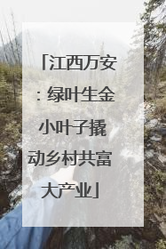 江西万安：绿叶生金 小叶子撬动乡村共富大产业