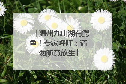 温州九山湖有鳄鱼！专家呼吁：请勿随意放生