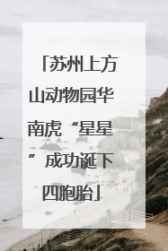 苏州上方山动物园华南虎“星星”成功诞下四胞胎