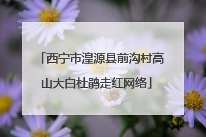 西宁市湟源县前沟村高山大白杜鹃走红网络