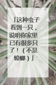 这种虫子看到一只，说明你家里已有很多只了！（不是蟑螂）
