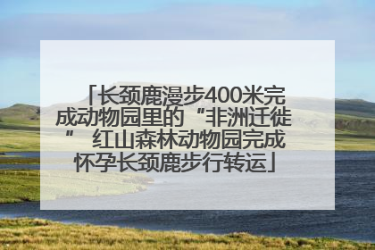 长颈鹿漫步400米完成动物园里的“非洲迁徙” 红山森林动物园完成怀孕长颈鹿步行转运
