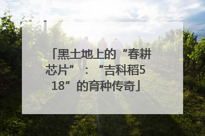 黑土地上的“春耕芯片”：“吉科稻518”的育种传奇